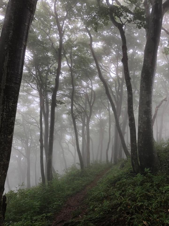 霧雨のオウレンの森
